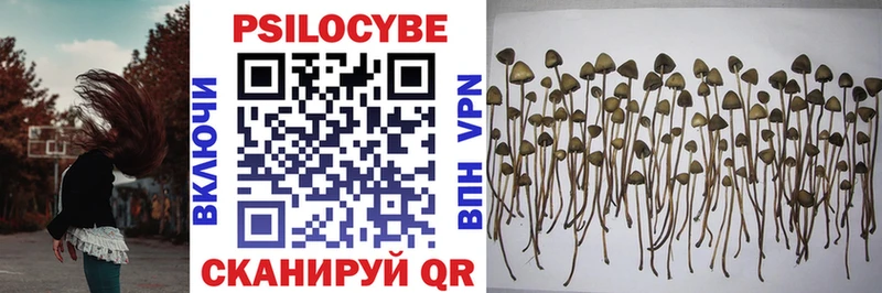 Купить закладки  Верхняя Пышма  Псилоцибиновые грибы Cubensis 